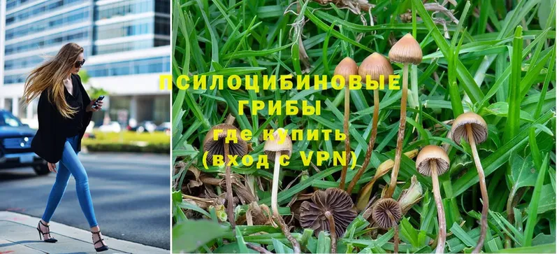 Псилоцибиновые грибы MAGIC MUSHROOMS  где купить наркоту  Межгорье 